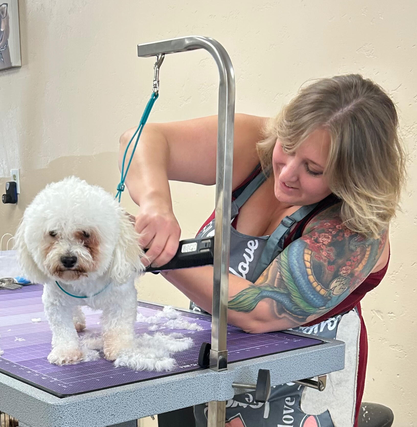 Grooming a small white dog